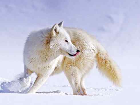 狈：传说的兽原型探秘（狼）