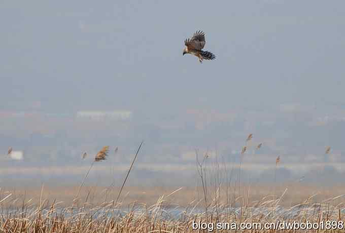 落地大鵟让偶急