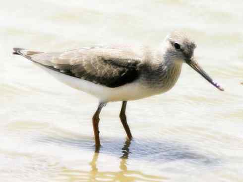 猎奇：奇特的鸟喙之五