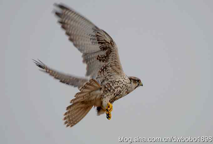 猎隼：国保二级猛禽