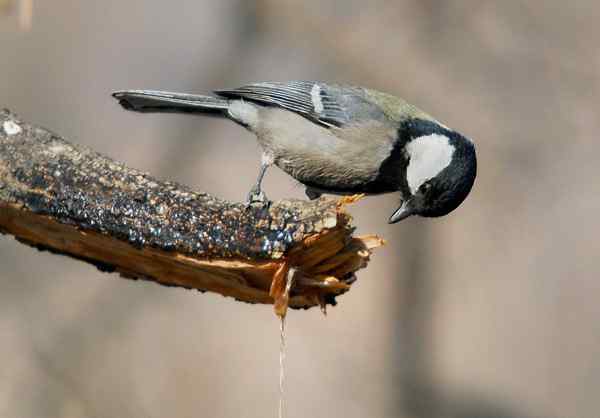 北京植物园赏鸟（二），大山雀（组图）