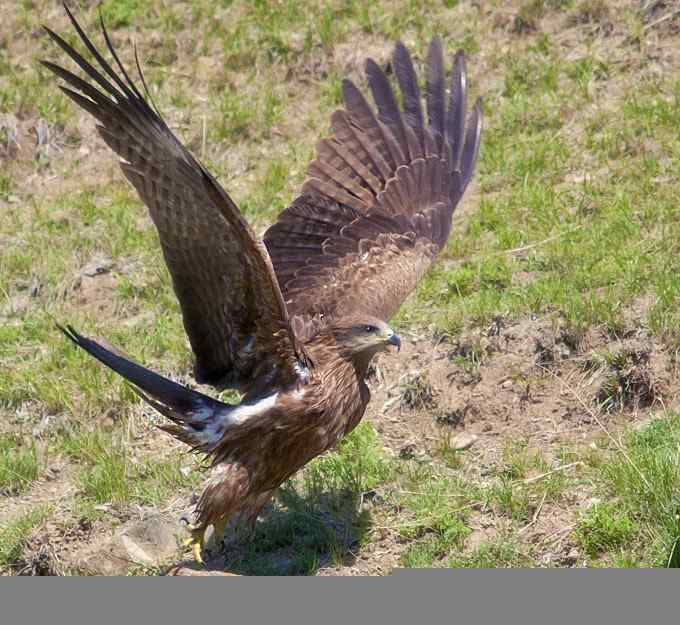 黑鸢?黑耳鸢?(组图,3张图片)
