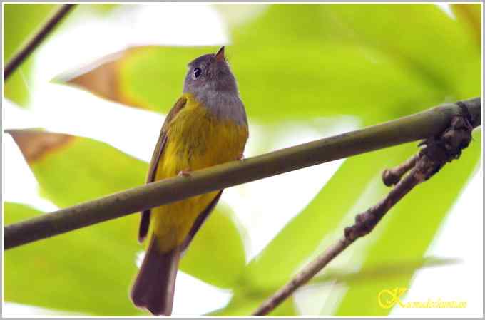 蓝鹀&bull;方尾鶲&bull;柳莺&bull;棕脸鶲莺&bull;戴胜【照片】