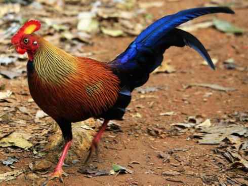 凤凰：传说的鸟原型探秘（原鸡）