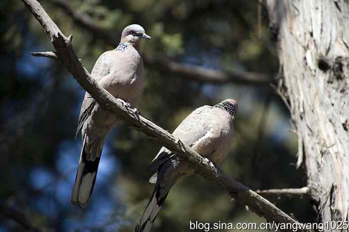 自然和谐的日坛公园（珠颈斑鸠）