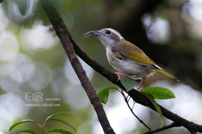 四川西昌鸟类摄影——红翅鵙鹛