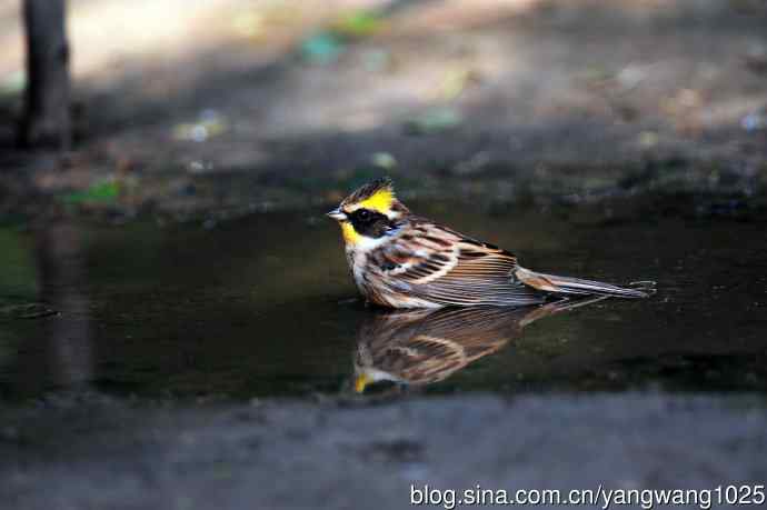 雌性黄喉鹀（6）