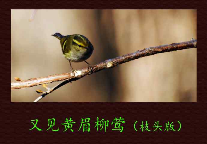 北京天坛公园的鸟类——又见黄眉柳莺（枝头版）