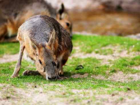 动物世界：山寨还是原创之十四