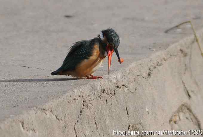 新年第一炮:小翠抓虾 新年第一炮:小翠抓虾