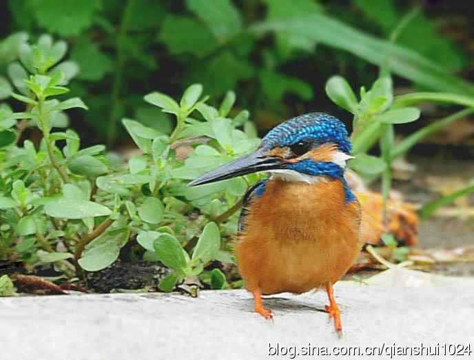 几张新拍的小翠,品像还不错