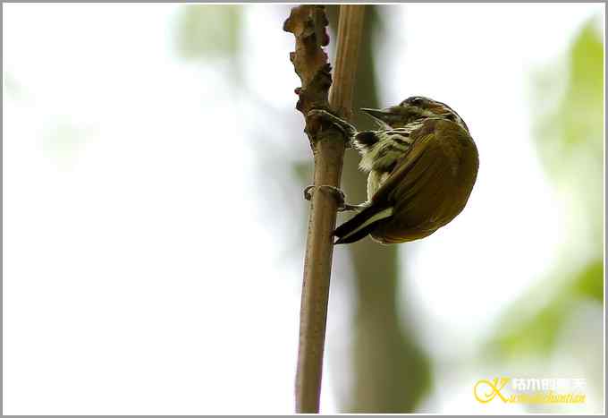 黑喉噪鹛&bull;斑姬啄木鸟【照片】