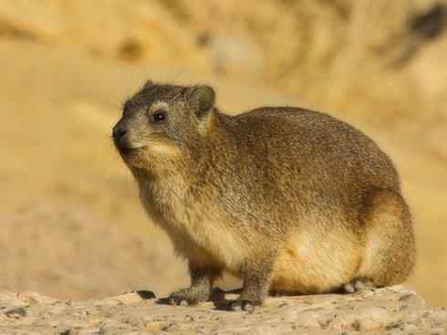 动物世界:山寨还是原创之十(羚羊、穴兔)