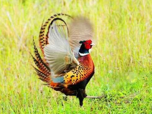 比赛饲料比例的调配秘诀