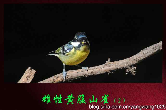 北京天坛公园的鸟类——雄性黄腹山雀（2）