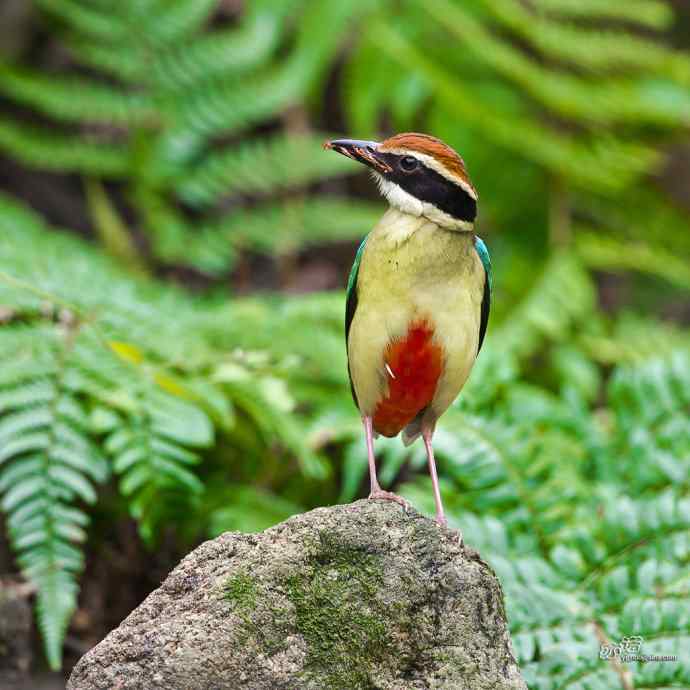 董寨的仙八色鸫