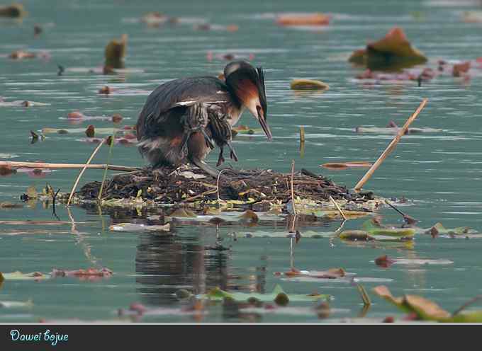献给含辛茹苦的父母们