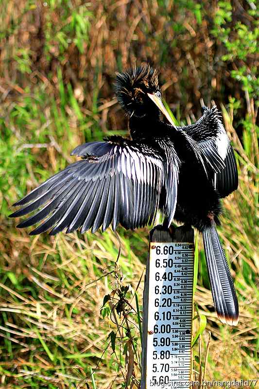 美国鸟类摄影——美洲蛇鹈（3）