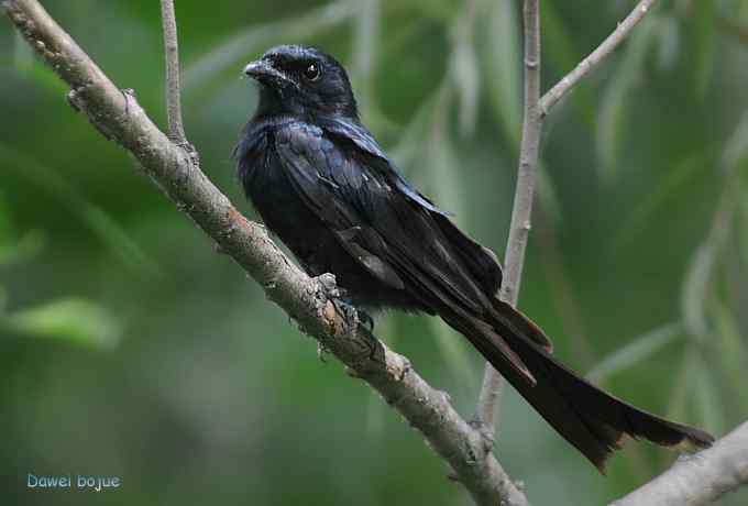 黑卷尾和疑似灰暗鹃鵙（雌）