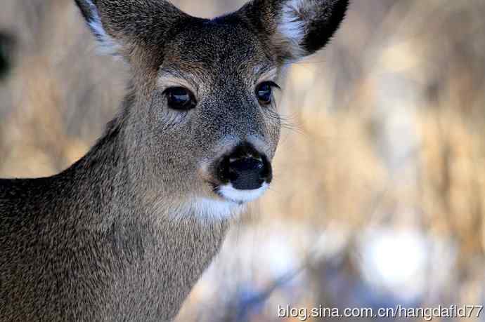 野鹿忧郁的神情