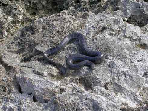 龙:传说的兽原型探秘(海蛇类) 龙:传说的兽原型探秘(海蛇类)