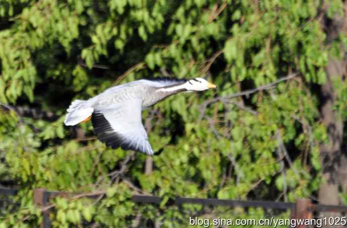 飞(斑头雁) 飞(斑头雁)