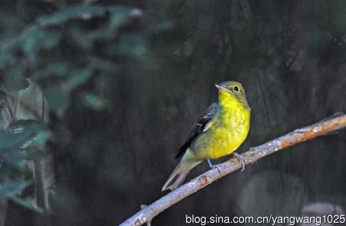 雌性绿背姬鶲（7）