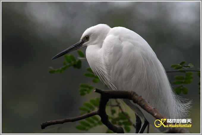 今年冬天的鸟儿有点少【照片】 今年冬天的鸟儿有点少【照片】