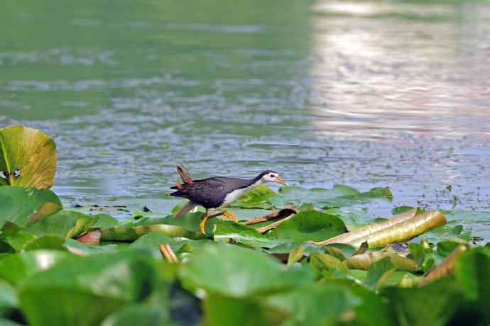 白胸苦恶鸟(2) 白胸苦恶鸟(2)