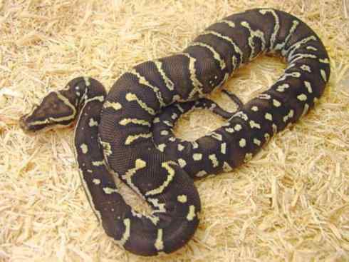 龙：传说的兽原型探秘（蟒蛇类）