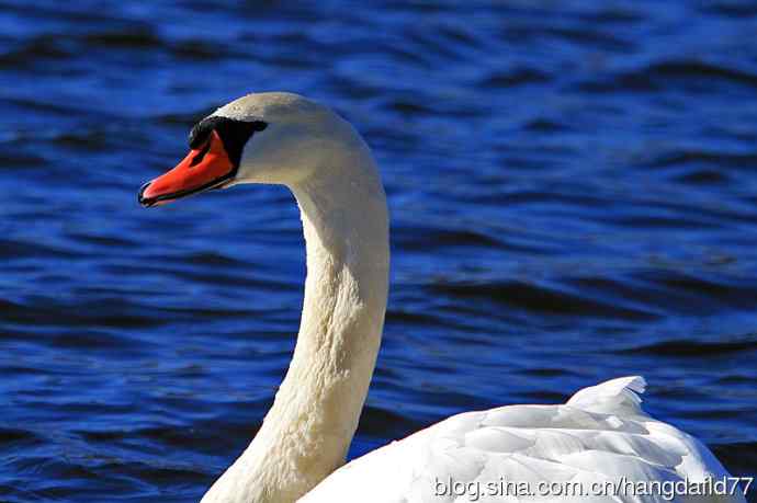 美国鸟类摄影——疣鼻天鹅(1)