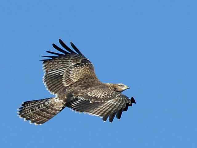 望京楼观赏猛禽迁徙