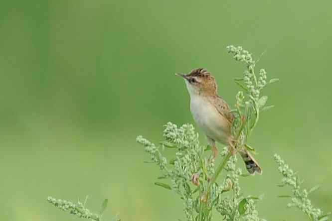 天坛公园寻鸟儿偶遇金翅雀