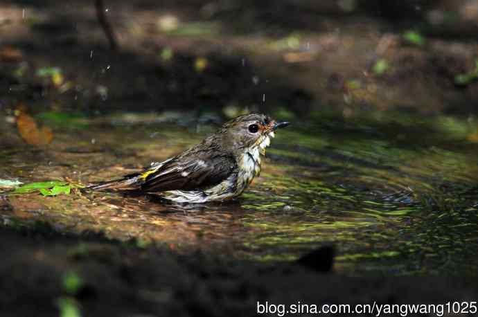 雌性白眉姬鹟（3）