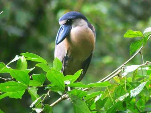 猎奇：奇特的鸟喙之一