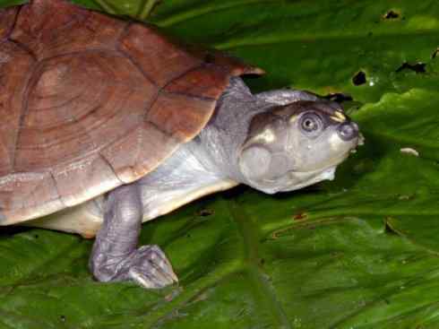 玄武：传说的兽原型探秘（侧颈龟类）