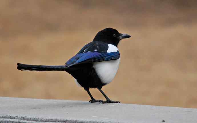 北京植物园赏鸟（十七），喜鹊（组图）