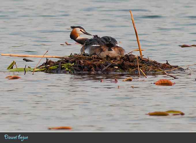 生日：见证凤头宝宝的诞生