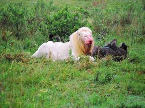 白虎：传说的兽原型探秘（孟加拉虎）