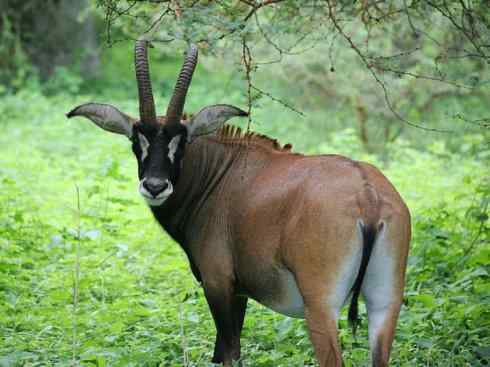 麒麟:传说的兽原型探秘(马羚)