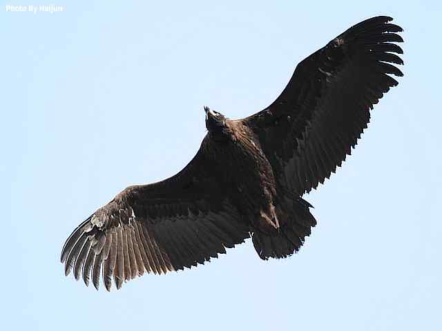 峡谷中 wbr. wbr沐浴阳光的秃鹫