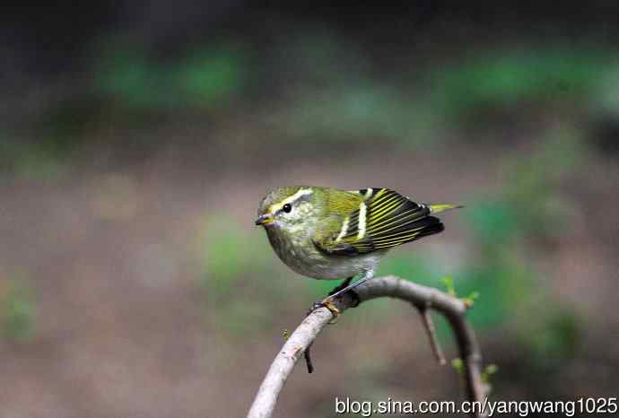 黄眉柳莺（13）