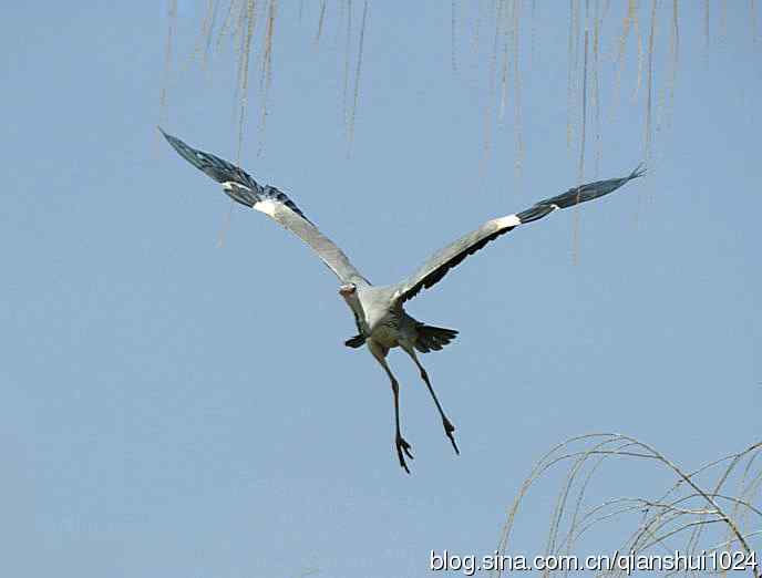 蓝天下勤劳的苍鹭