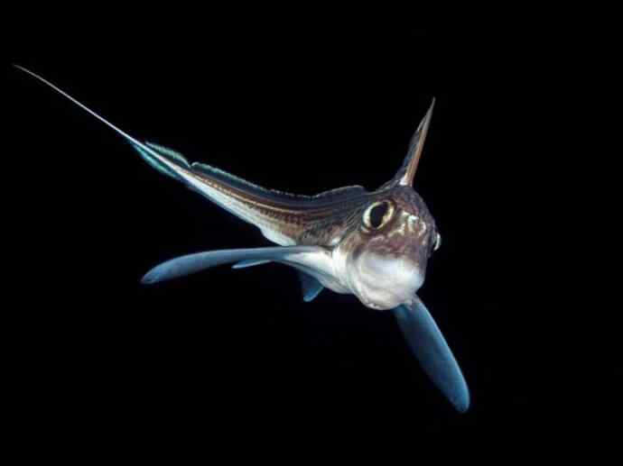 鱼类活化石：银鲛