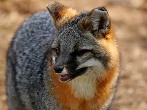 犬科：狐亚科灰狐属之灰狐、岛屿灰狐