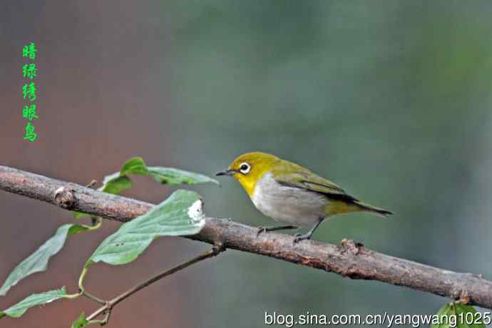 杂片（黄腹山雀、暗绿绣眼鸟、雌性红胁蓝尾鸲、黄腰柳莺）