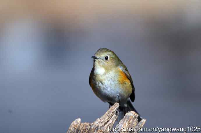 雌性红胁蓝尾鸲（28）