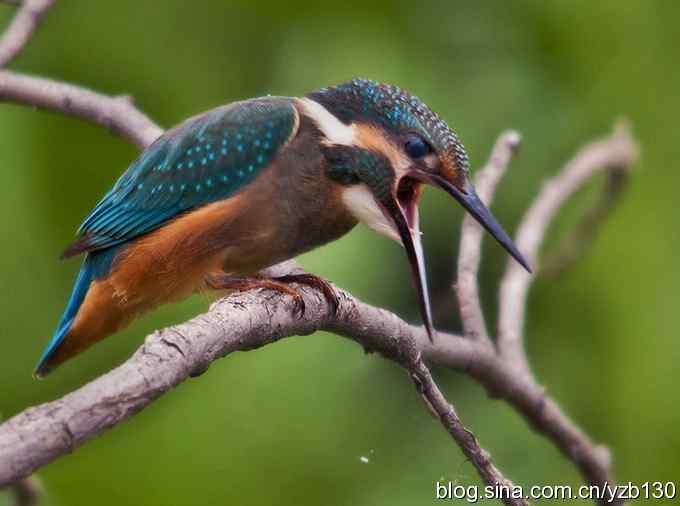 小翠吃虾（组图，16张图片）