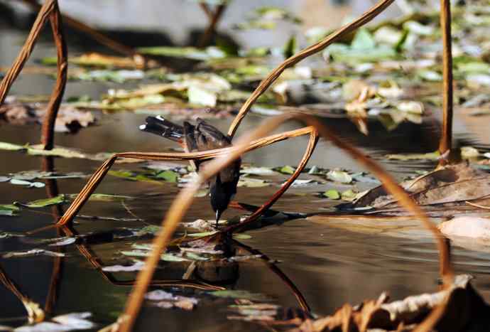 残荷上的红耳鹎