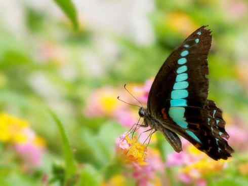 自然奇观：动物大迁徙(帝王蝶）